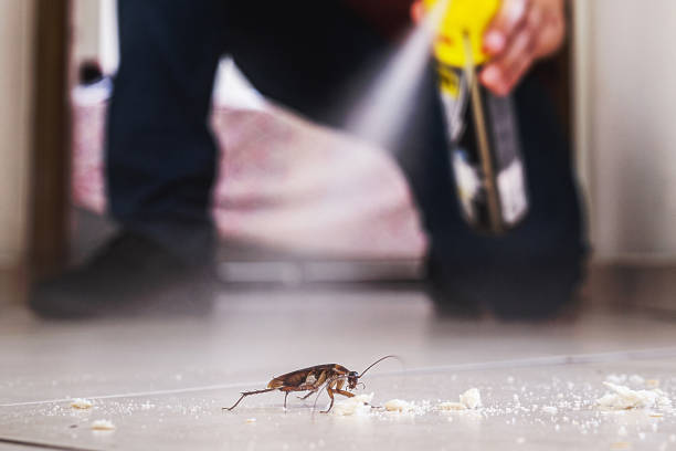 Best Spider Control Near Me  in Calhoun Falls, SC