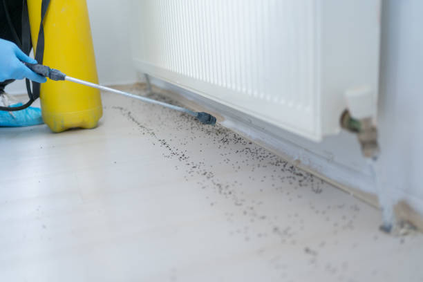 Best Wasp Removal Services  in Calhoun Falls, SC